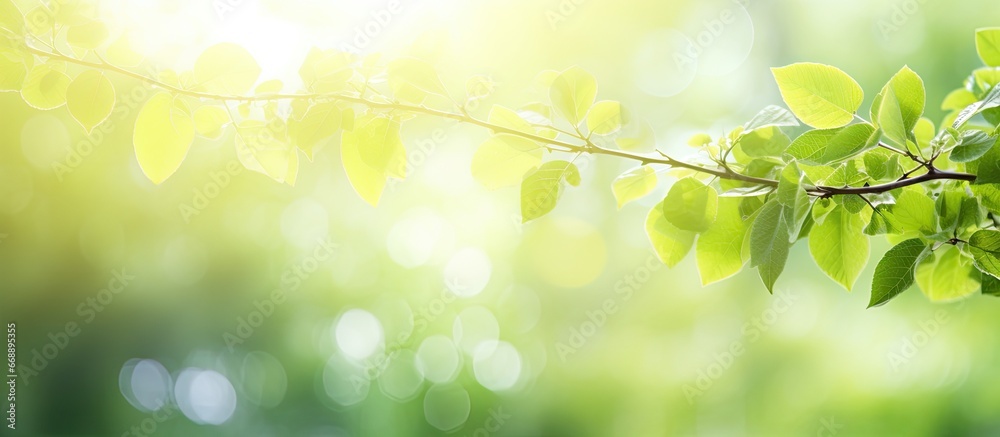 Blurred foliage and bright summer sunlight in bokeh background