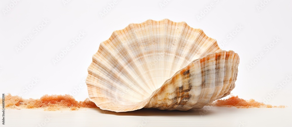 bleached old shell