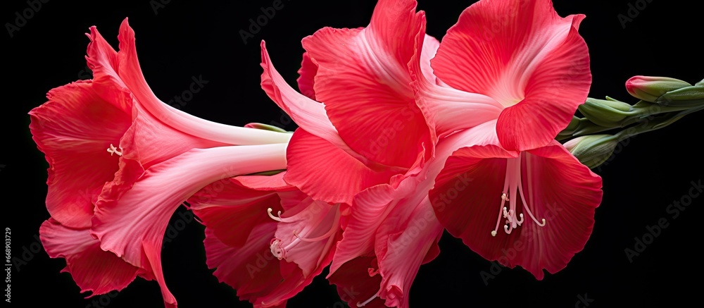 Bright summer flower from the Iridaceae family gladiolus is stunning