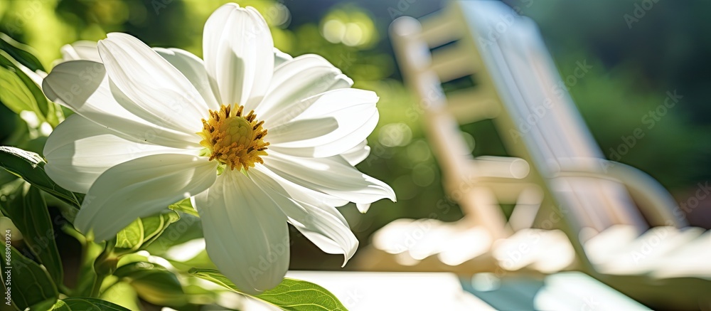 Blurred background with selective focus on white zinnia macro in sunny setting with lawn deck chair and hat