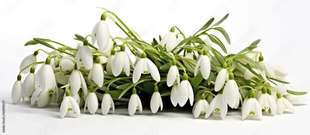 Snowdrop flowers with their abundance in gardens are the most popular and earliest blooming spring bulbs