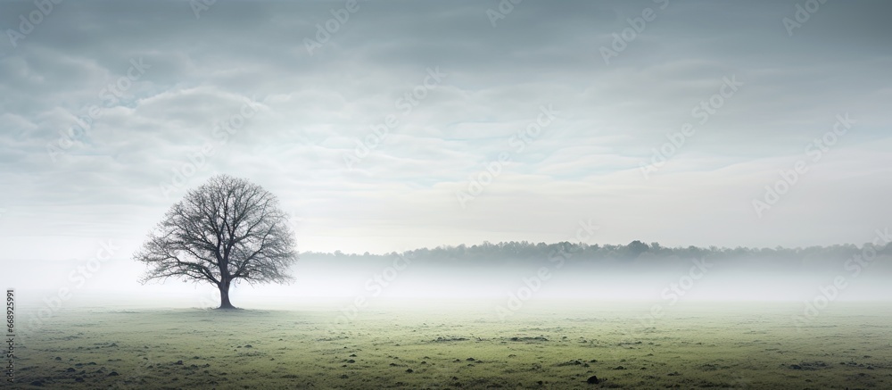 Solitary tree in midst of field shrouded in mist