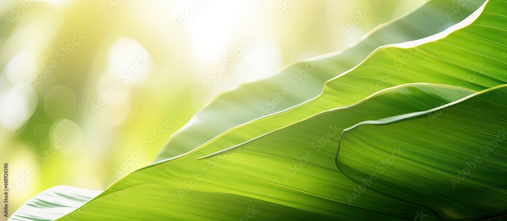 The beauty of a green banana leaf under sunlight is stunning