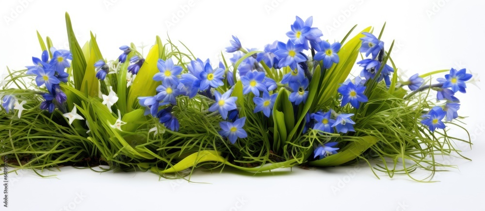 Primroses and grass bloom during the spring