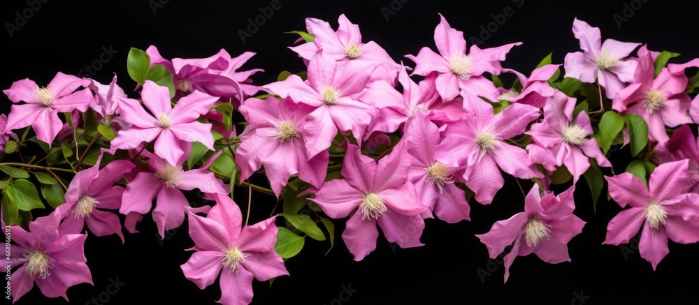 May 2019 exhibition showcases Vicky a big pink Clematis with large flowers