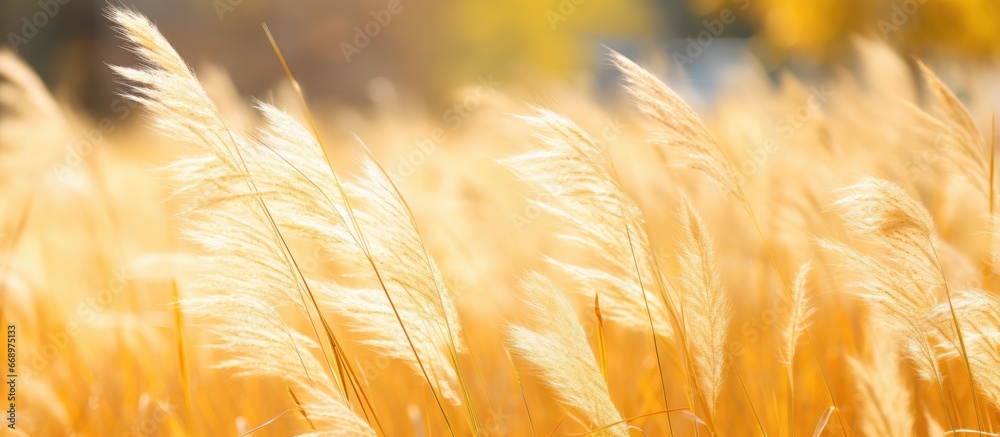 Golden grass in Thai garden nature backdrop and wallpaper