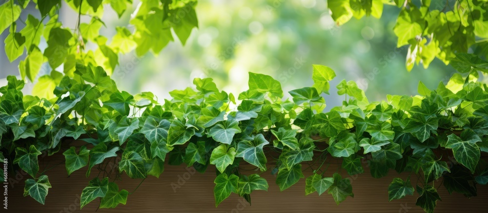 Summer ivy a fresh green hanging on window and wall