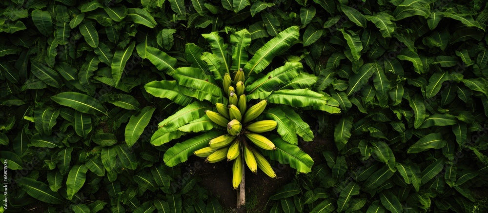 Birds eye view of a banana plantation