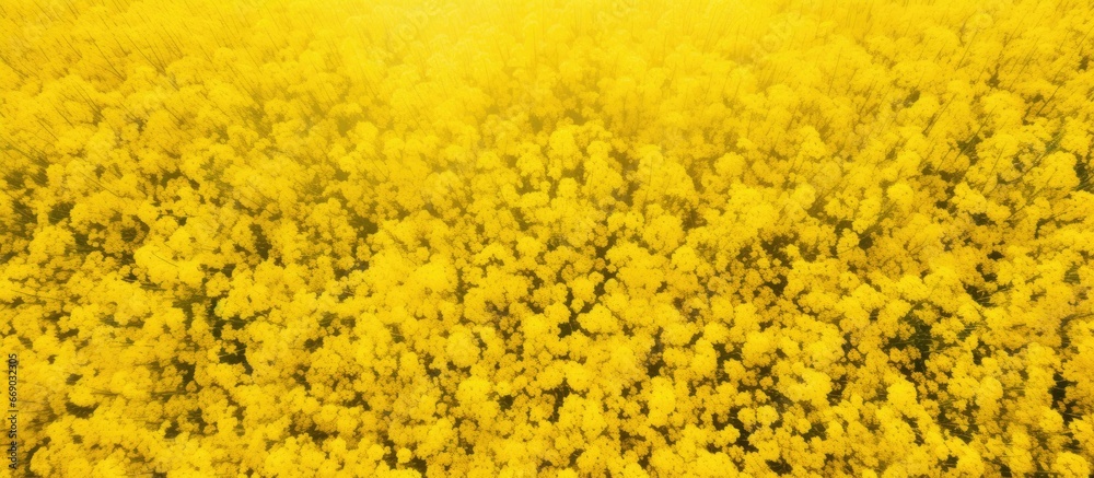 Birds eye perspective of a yellow flower field