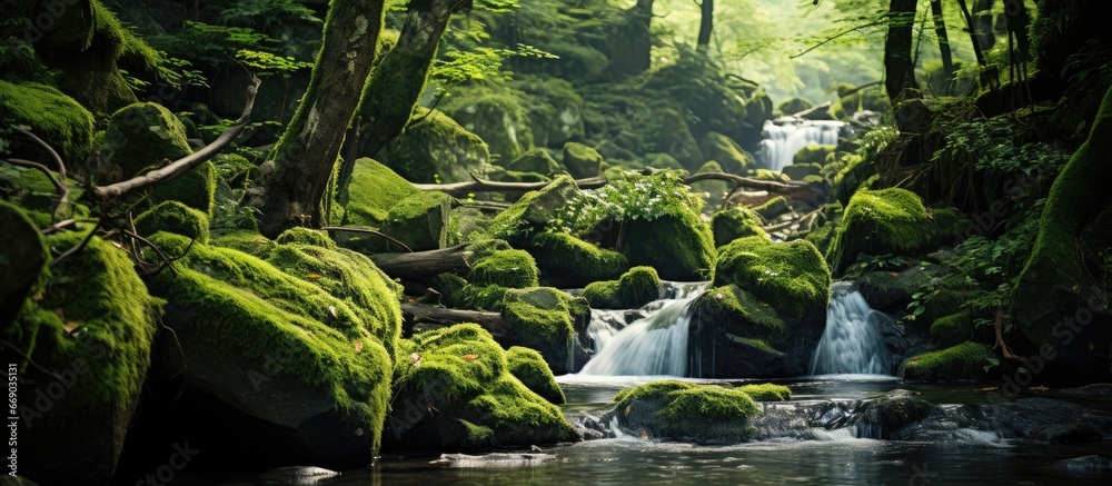 Forest waterfall with moss covered rocks and ferns