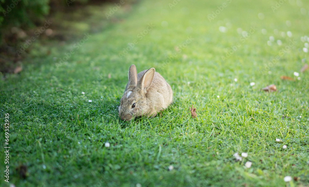 rabbit in the grass