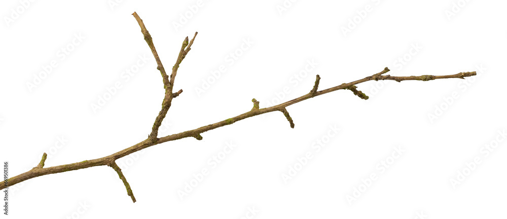 a withered twig on a white isolated background