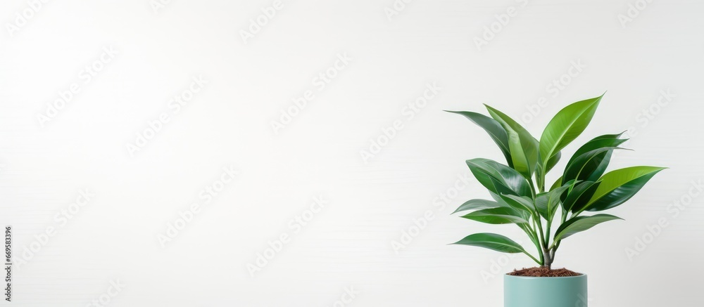 Potted green plant on table with space for text