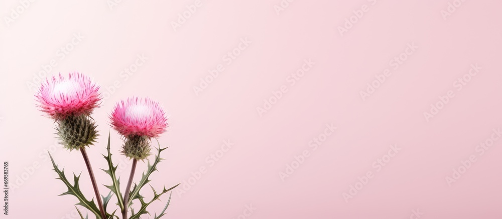 One pink spiky milk thistle