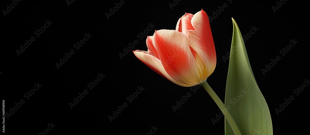 Referring to the name Tulipa