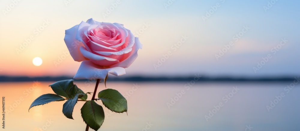 Pink flower with blue sky