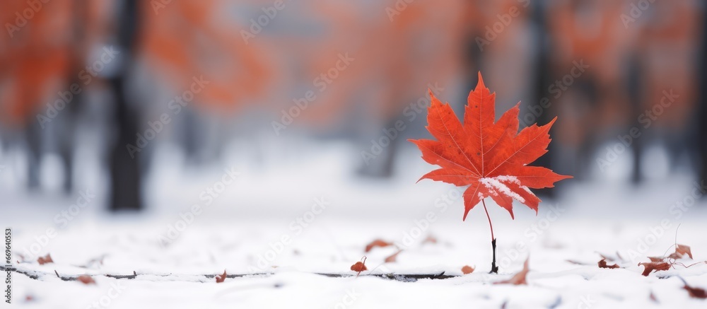 Winter in Tokyo a fallen autumn leaf