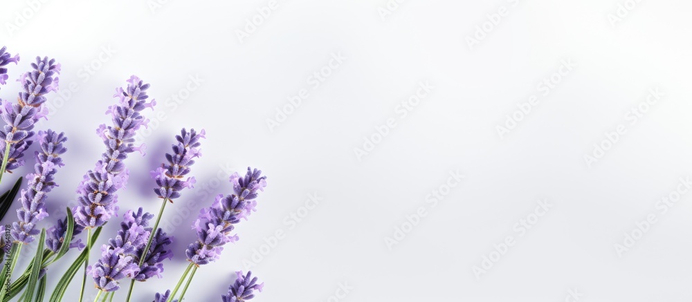 Lavender blossoms