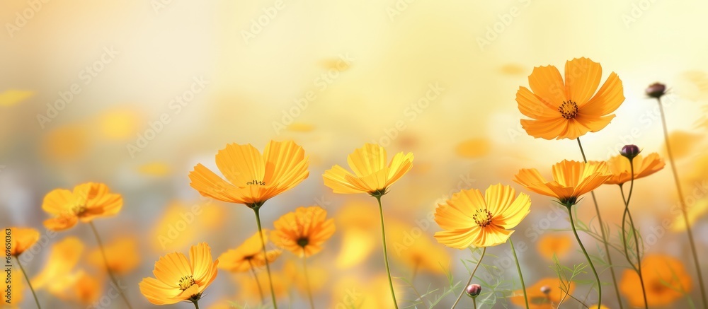 Various types of Cosmos flowers with beautiful backgrounds