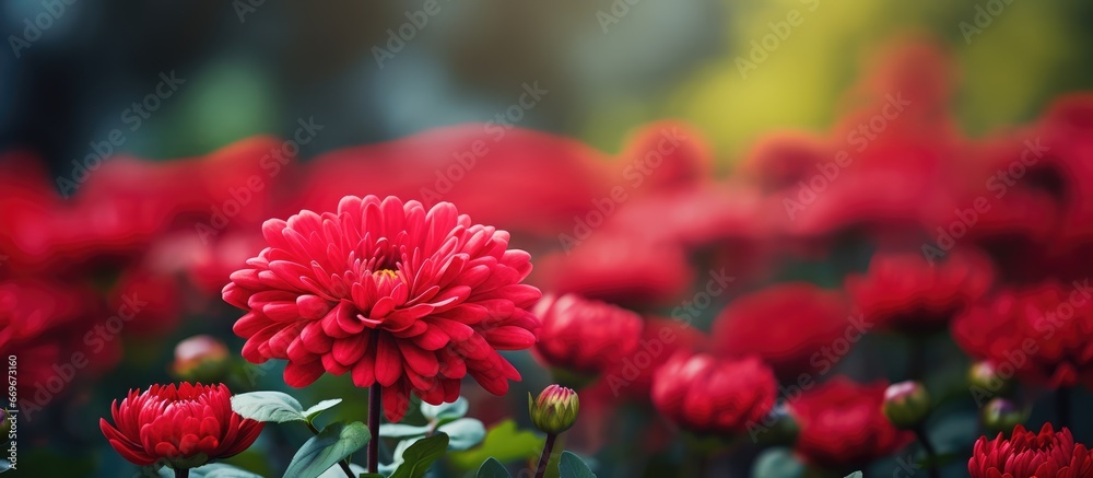 Red flower in the garden