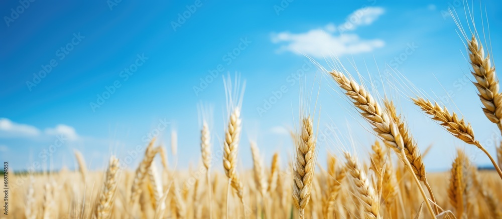 Sunny field with new crops