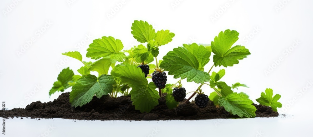 Summer growth of blackberry bush