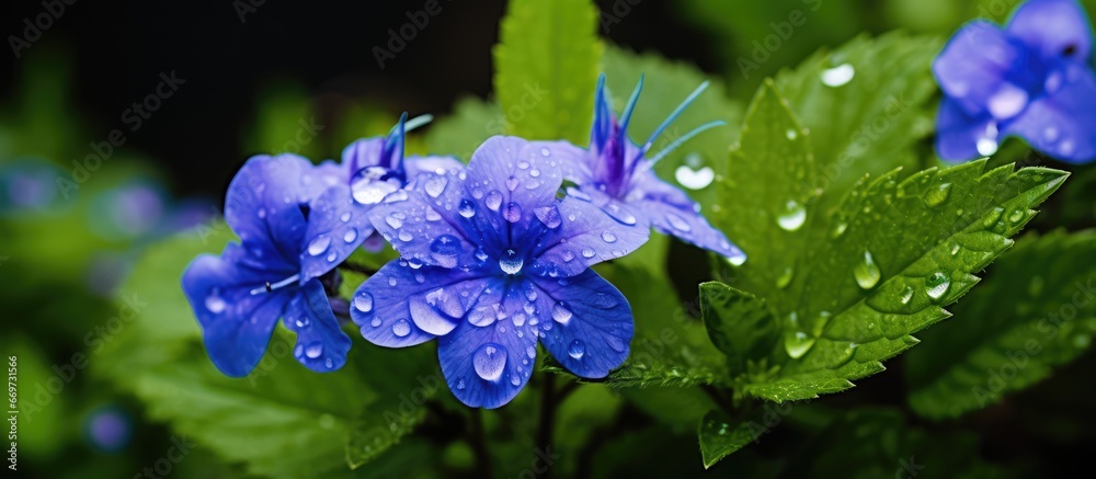 Blue Armenian speedwell flower with water drops amid green leaves