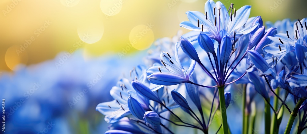 Garden filled with blooming Agapanthus