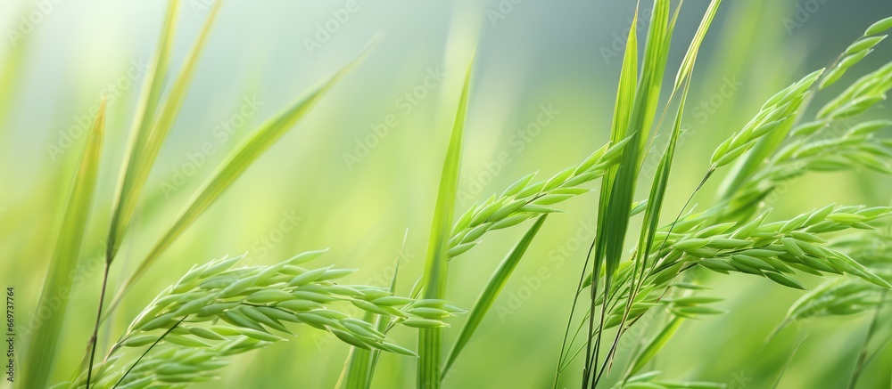 Close up view of green Jasmine rice in a Thai rice field