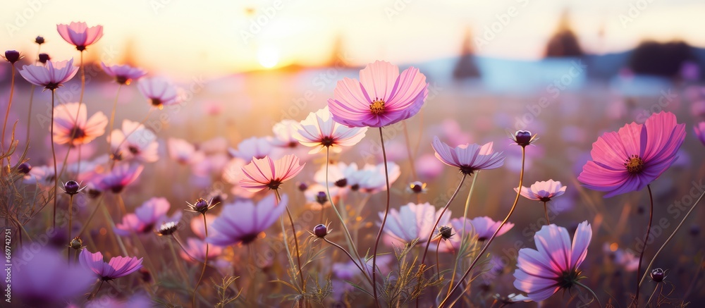 Filtered image of a vibrant garden at sunset full of cosmos flowers