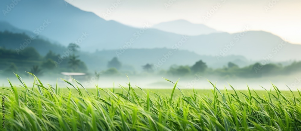 The countryside displays a picturesque scene with misty foliage and green rice fields against a tall mountain