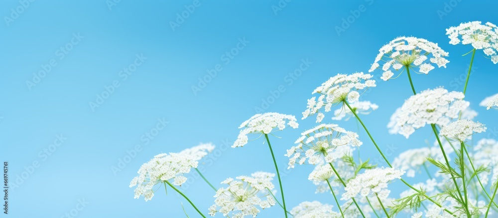 White cow parsley blossoms against a blue sky