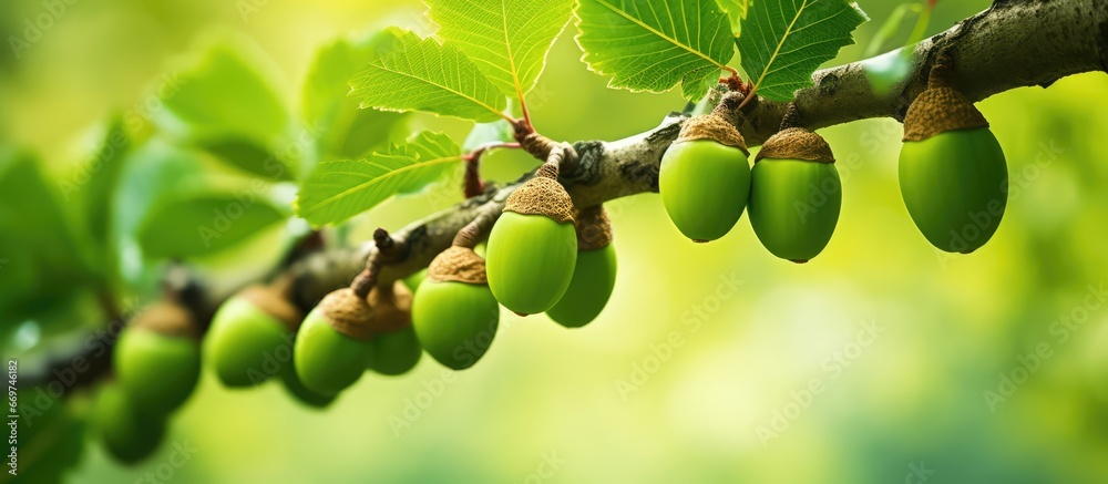 Immature acorns on a tree closeup shot smooth green backdrop