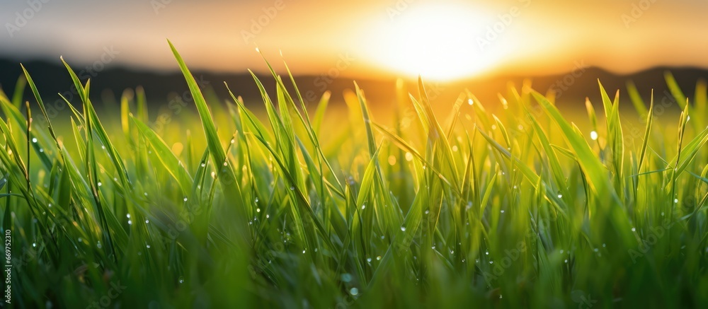 Rain at sunrise or sunset brings green grass