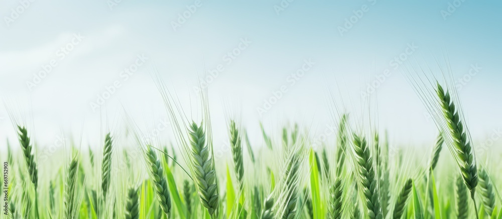 Lush field of emerald grains