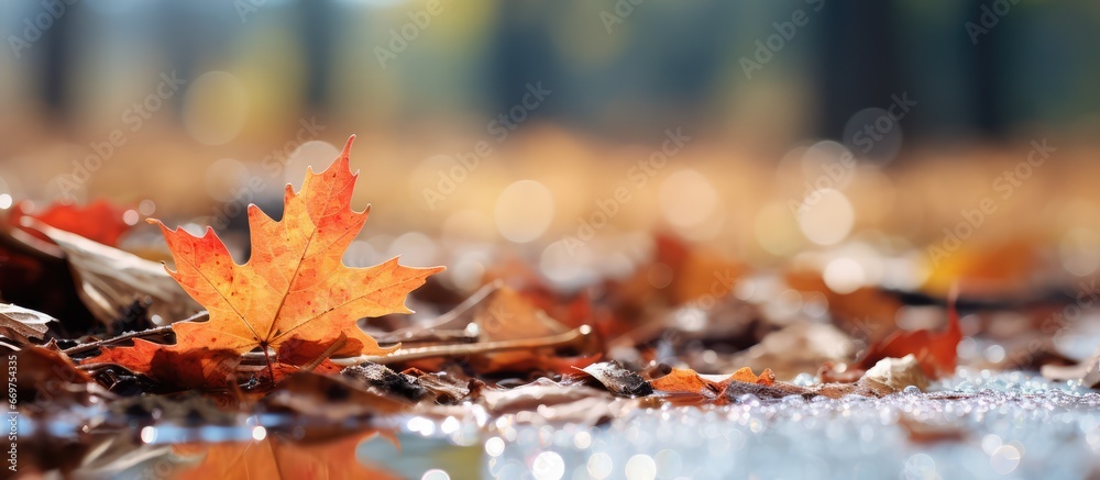 Gorgeous digital photo of fall leaves on the ground