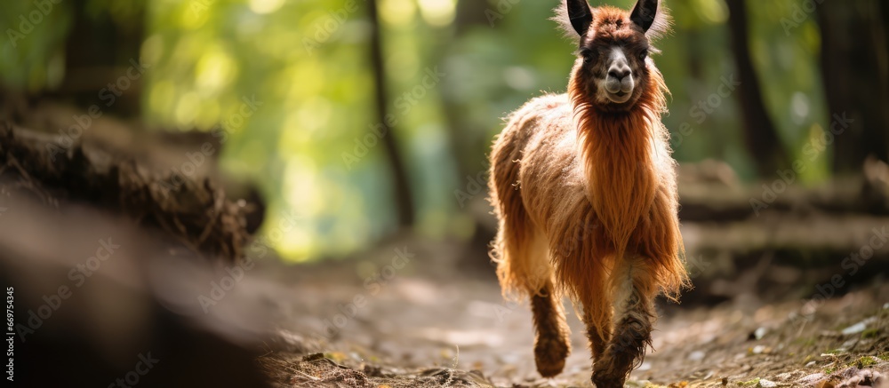 Free roaming dark brown domestic llama in an outdoor wooded area