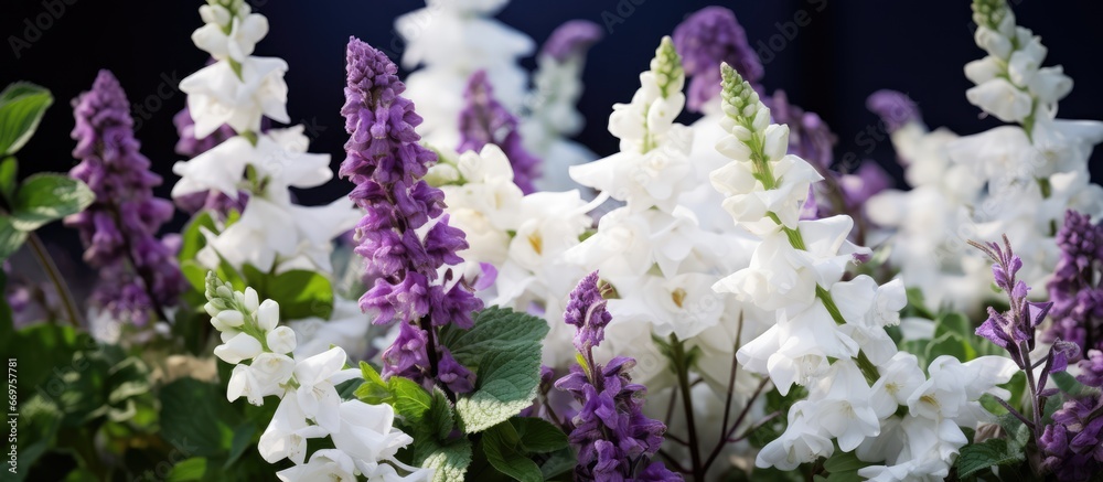 Blooming roses and sage in a summer garden including English Sharifa Asma blossoms and foxgloves