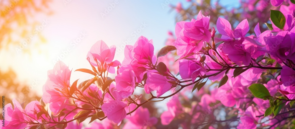 Morning sunlight illuminates a bunch of pink bougainvillea blossoms