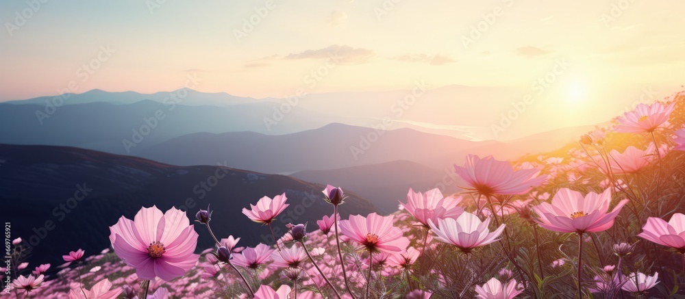 Flowers in pink against mountain at sunset