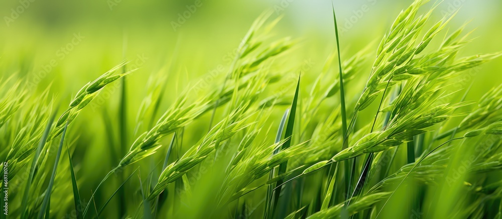 Green fields with rice ears