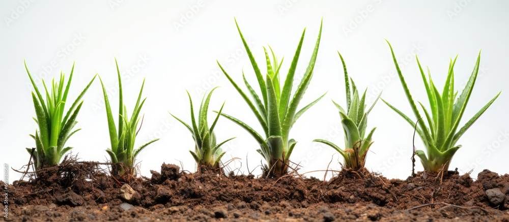 Multiple aloe cacti planted together in the ground