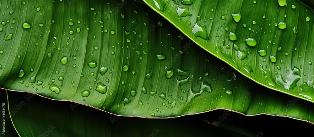 Dew covered green banana leaves