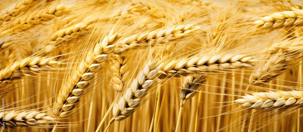 Barley crop shown in close up detail