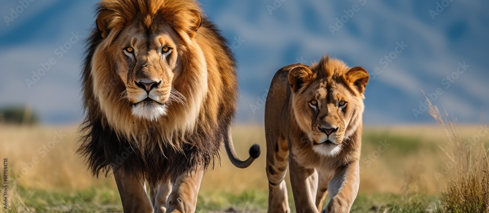 Two adult male lions are relaxing in Ngorongoro conservation area Serengeti Tanzania African wildlife safari