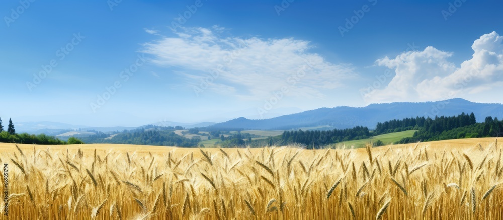 Wheat field forest backdrop golden and green