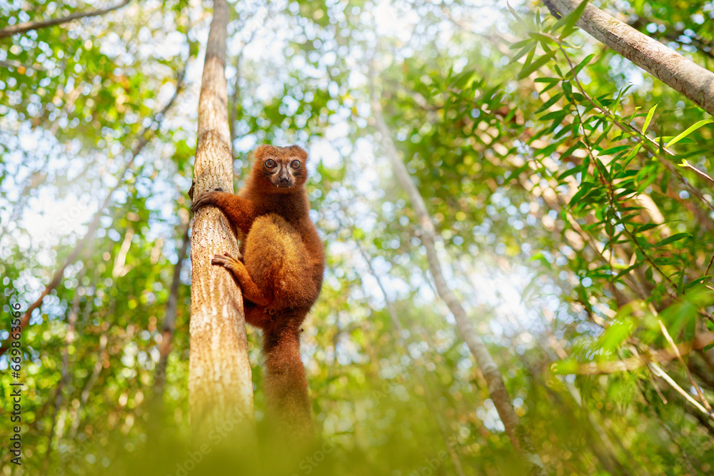 Wildlife Madagascar. Eulemur rubriventer, Red-bellied lemur, Akanin’ ny nofy, Madagascar. Small brown monkey in the nature habitat, wide angle lens with forest habitat.