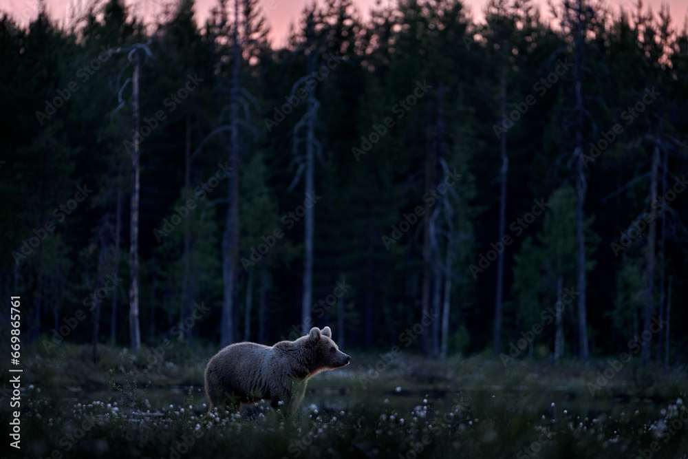 Night in taiga Bear hidden in yellow forest. Autumn trees with bear. Beautiful brown bear walking around lake, fall colours. Big danger animal in habitat. Wildlife scene from nature, Russia.