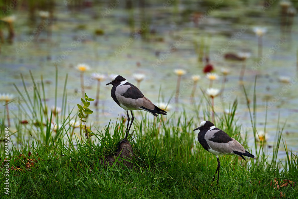 Blacksmith lapwing or blacksmith plover, Vanellus armatus, bird in green grass, with flower in water,  Moremi, Okavango delta, Botswana. Wildlife nature. Grey white lapwing and white bloom.