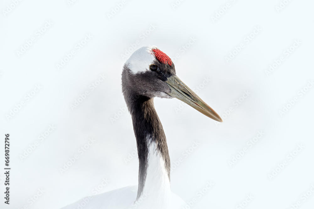 Pair of Red-crowned crane, Grus japonensis, close-up detail portrait, Hokkaido, Japan. Beautiful bird in the nature habitat. Wildlife scene from nature. Crane with snow in the cold forest. Bird bill.